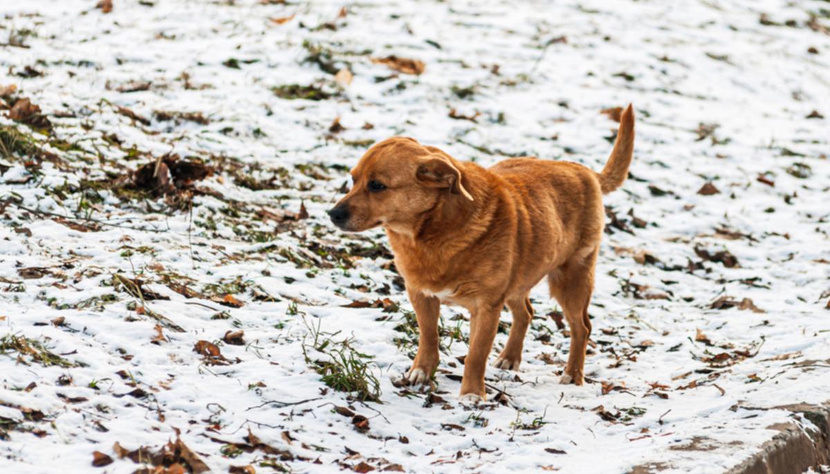 Loyal Stray Dog Guards Injured Pregnant German Shepherd on Busy Highway, Won’t Leave Her Side