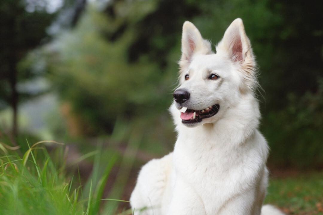 White German Shepherd Gave Birth to Lime-Green Puppy, and His Family Named Him ‘Hulk’