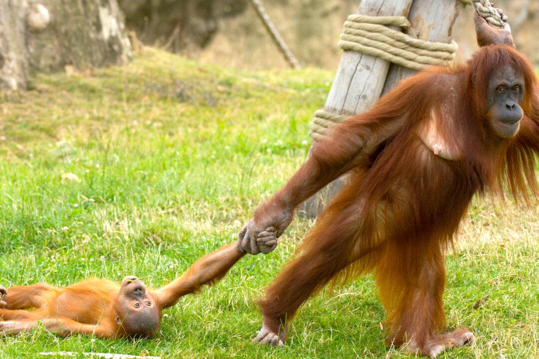 Baby Orangutan Throws Tantrum as His Unamused Mom Drags Him Around Safari Park Enclosure