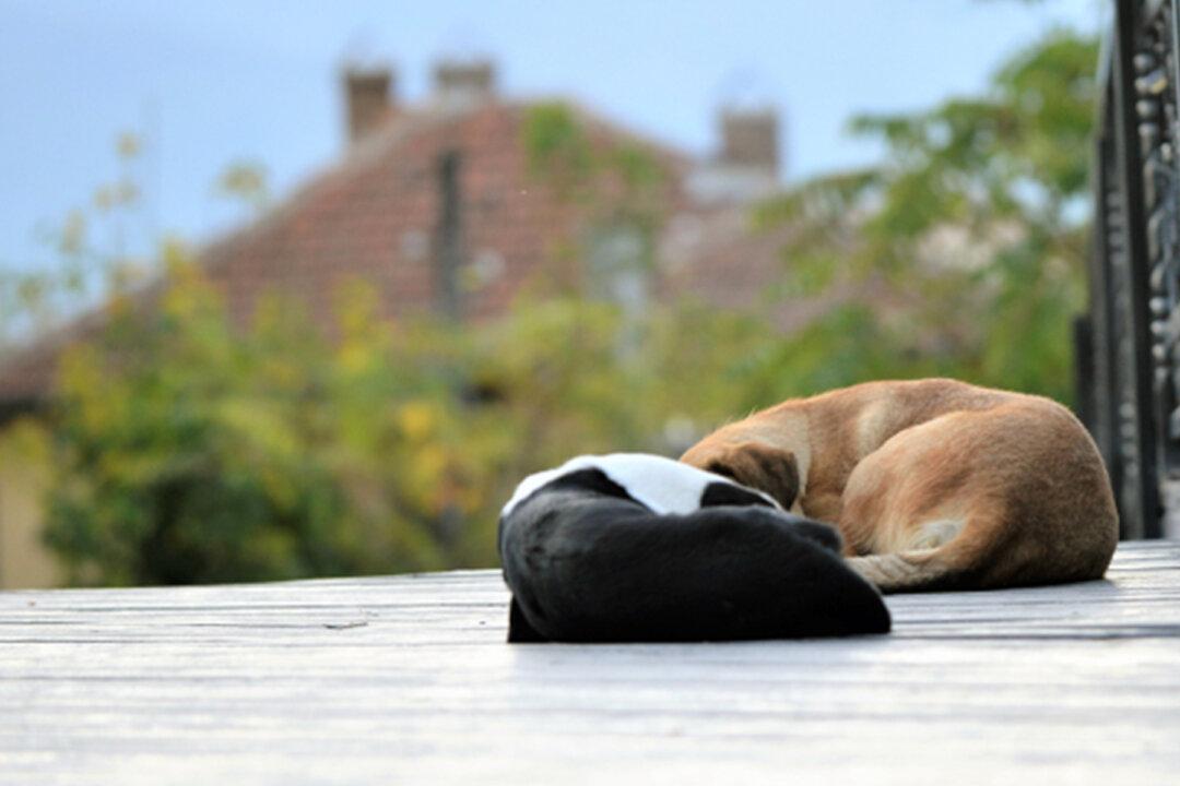 Terrified Bonded Pit Bulls Were Abandoned Together, Find Forever Home and Thrive