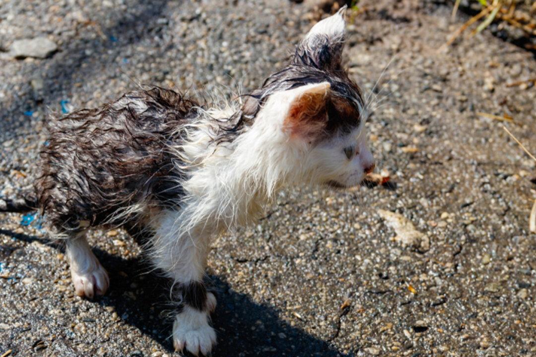 Dog Rescues Abandoned Kitten on a Rainy Day and Brings Her Back Home