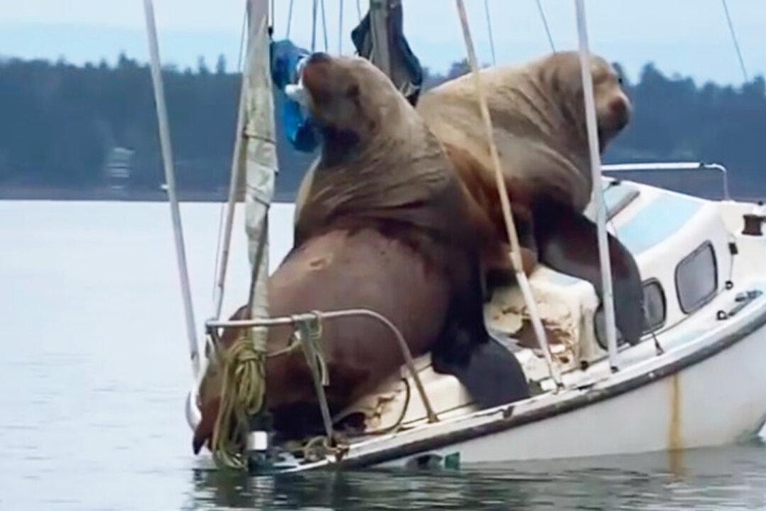 Hilarious Video Captures Giant Sea Lions ‘Borrowing’ Boat Off Coast of Washington