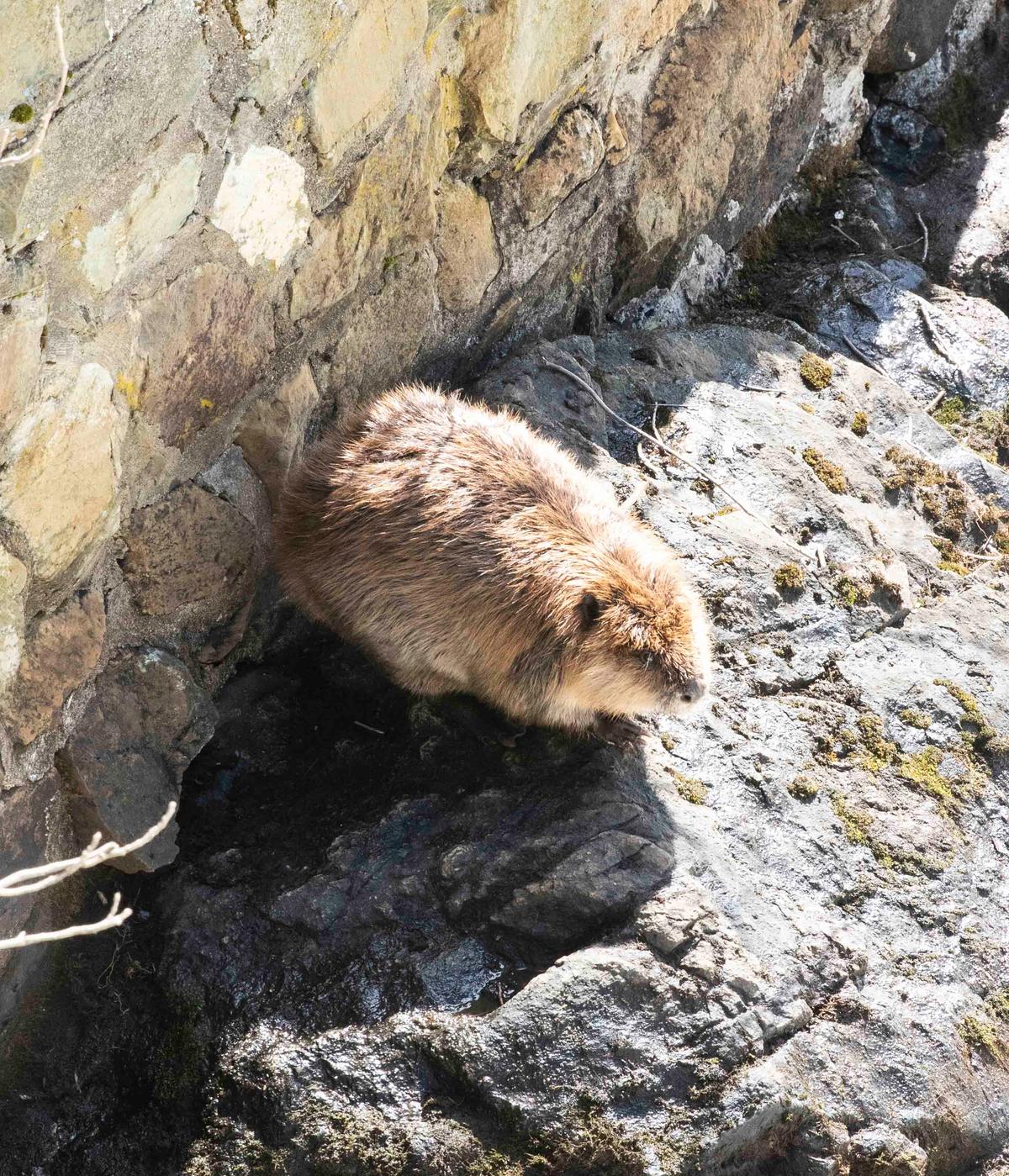 Photo courtesy of <a href="https://www.arlboston.org/">Animal Rescue League of Boston</a>