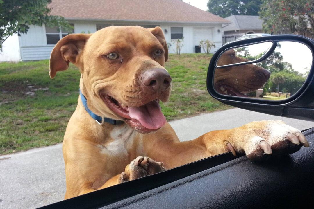 County Sheriff’s Office Responds to Call of Pit Bull on Loose–but He Was Just Looking for New Friends