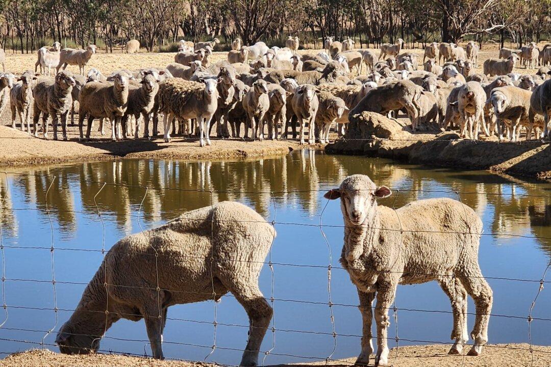 Farmers Warn Regions to Face Multi-Million Dollar Losses Due to Sheep Export Ban