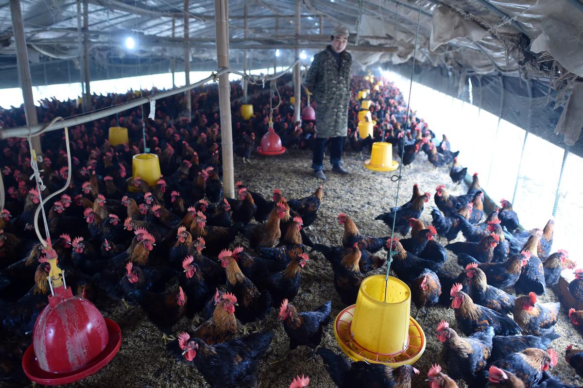 CCP Virus Devastated China’s Poultry Industry