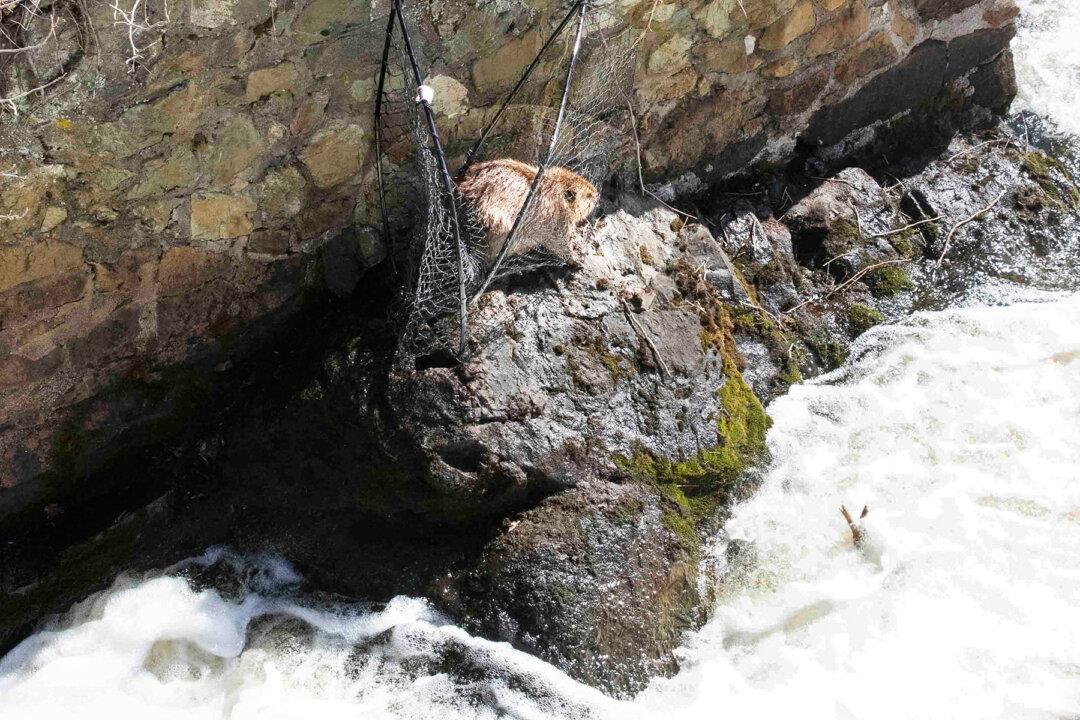 Beaver Trapped on a Ledge Beside Raging River for Days Gets Help From Local Animal Rescuers