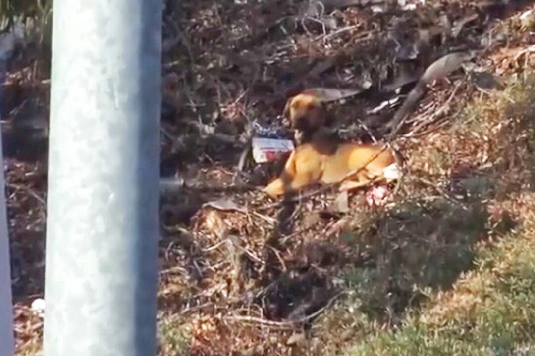 Video: Dog Rescuers Try to Save Fearful, Starving Stray Dog Living by Busy Freeway in LA