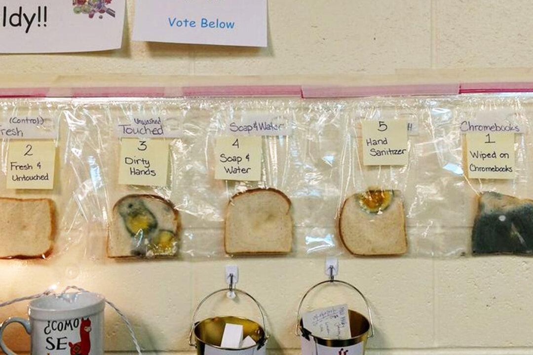 Teachers’ Germ-filled Experiment on Handwashing Reveals the Power of Soap and Water