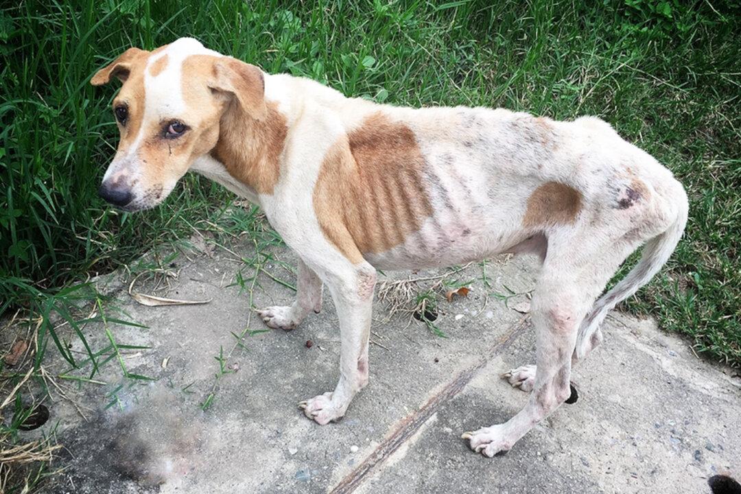 Woman Banned From Owning a Pet for Life After Severely Neglecting Her Bulldog