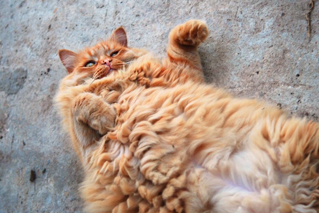 36-Pound Cat That Was Placed at a Shelter After Owner Died Finds Perfect Forever Home