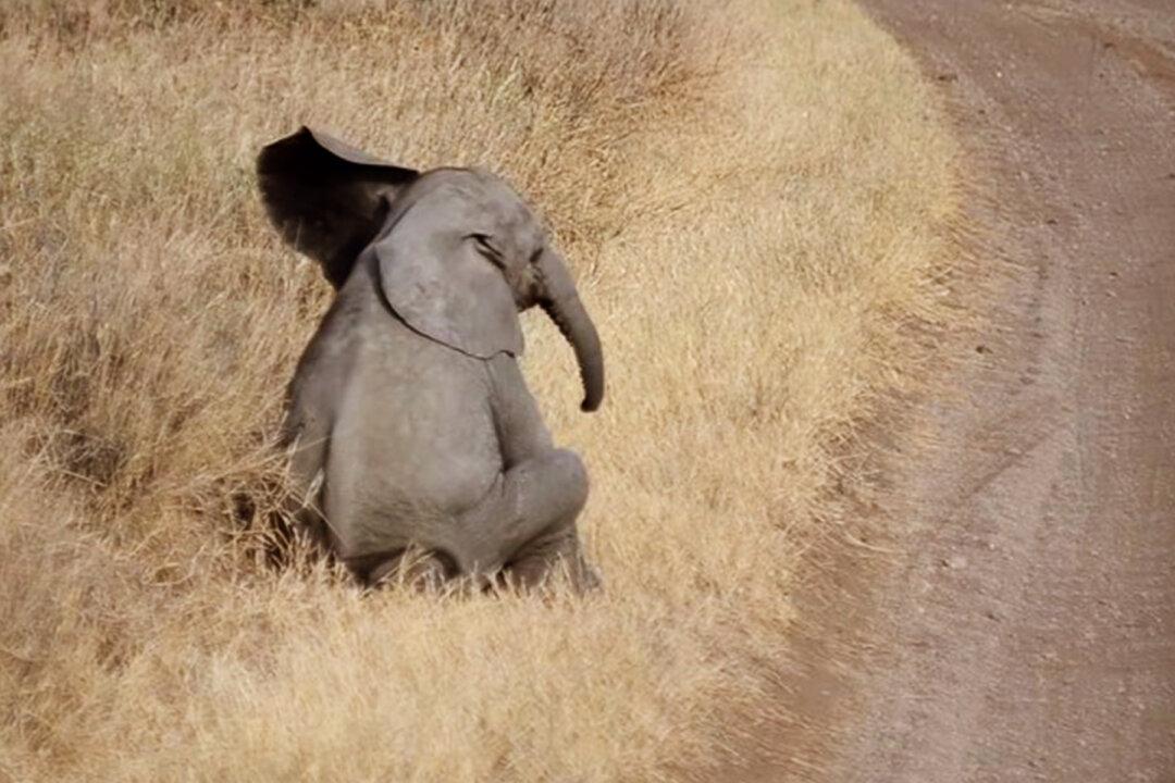 Lazy Baby Elephant Tired of Walking Throws Cutest Temper Tantrum Ever