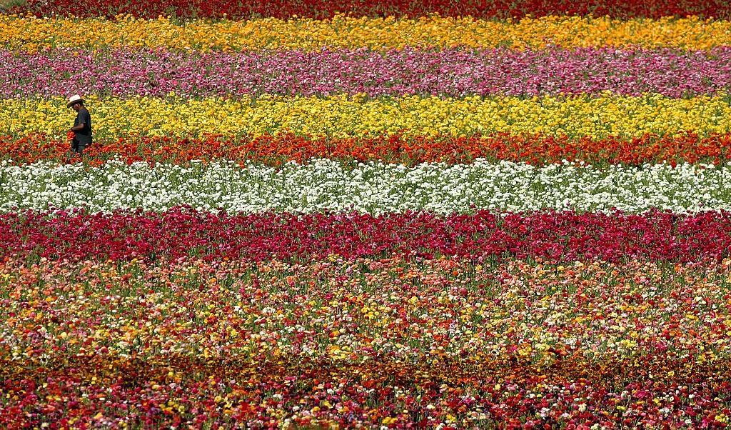 US Flower Industry Suffers Due to Pandemic