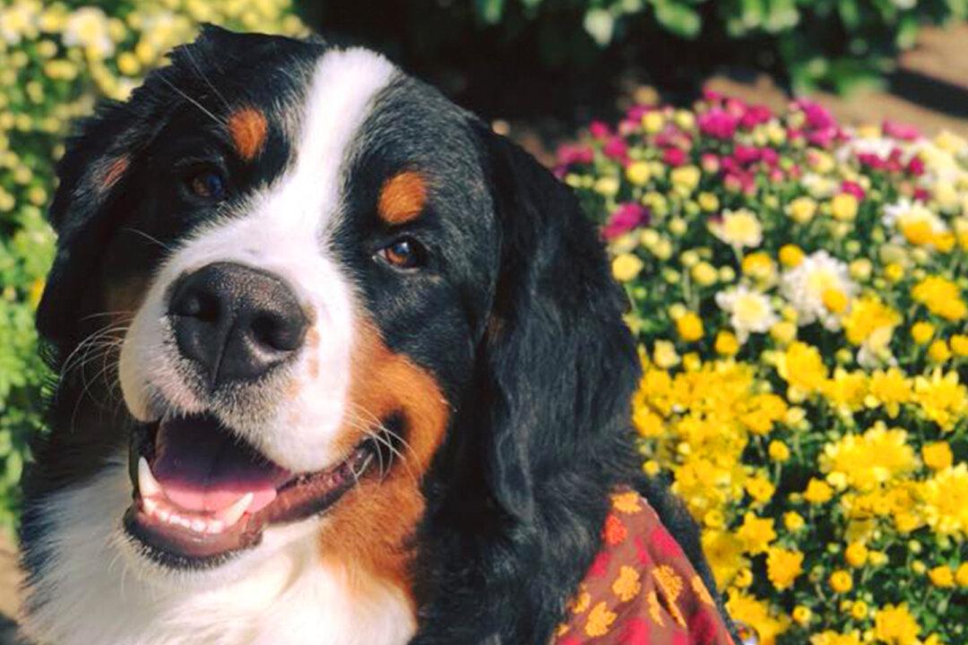 Funeral Home Therapy Dog Offers Comfort to Grief-Stricken Humans Who Lost Loved Ones