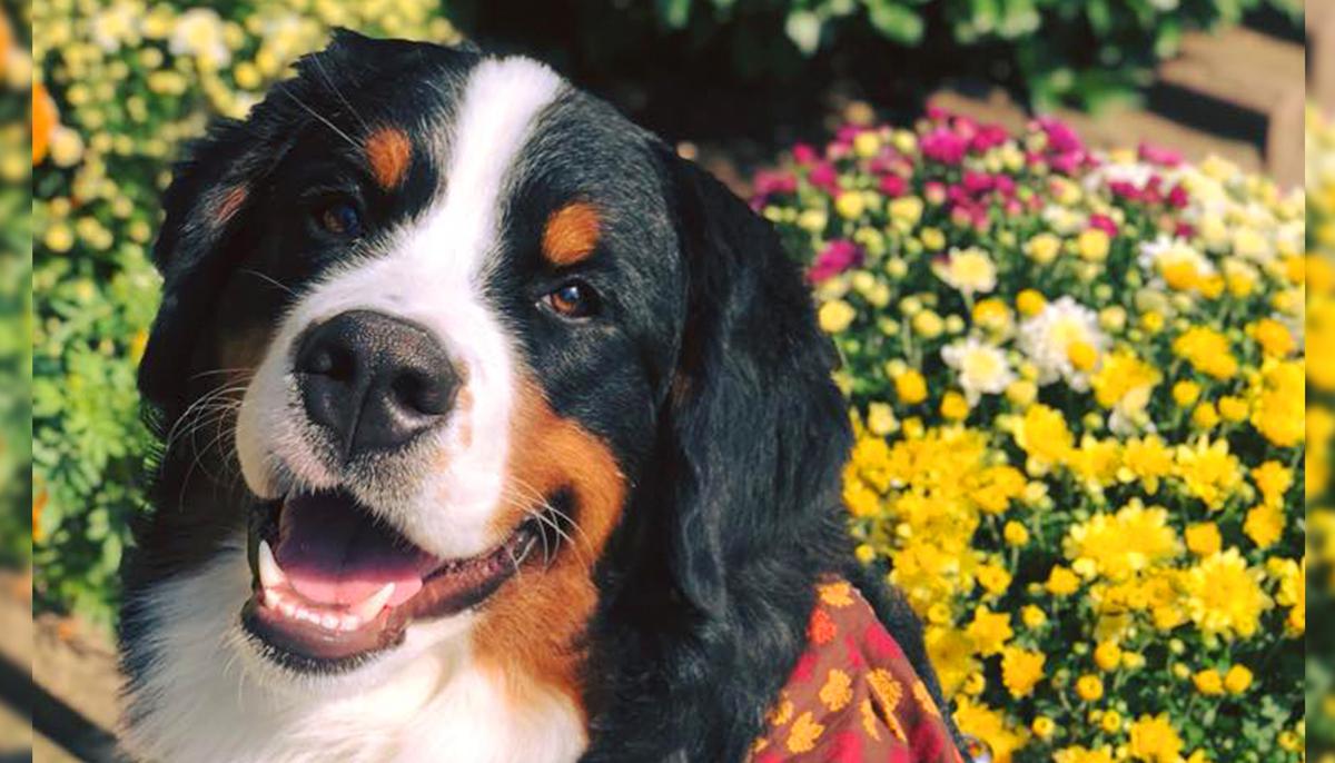 Funeral Home Therapy Dog Offers Comfort to Grief-Stricken Humans Who Lost Loved Ones