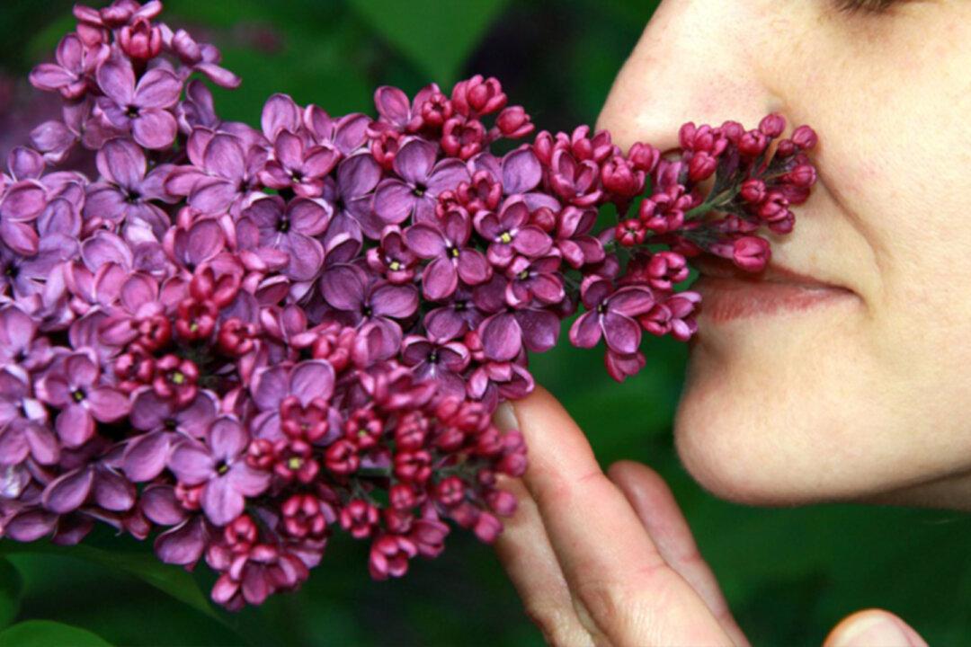 Experts Warn: Loss of Smell or Taste Alone Could Indicate a ‘Silent Spreader’ of CCP Virus