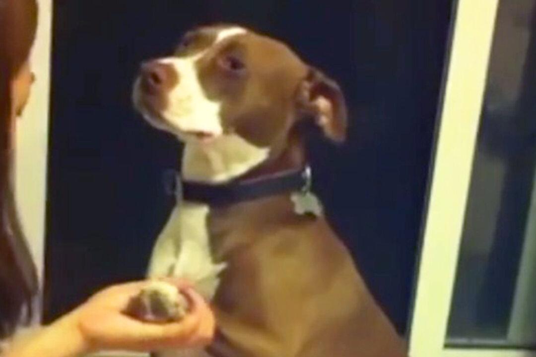 Overly Dramatic Pit Bull Tries to Play Dead to Avoid the Nail Clippers, and the Video Is Hilarious