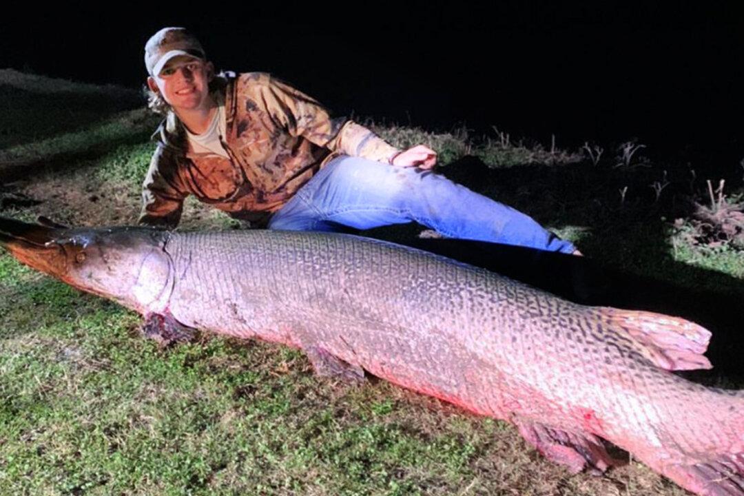 18-Year-Old Texas Fisherman Reels In Enormous Alligator Gar, Over 7 ft Long and 190 lbs