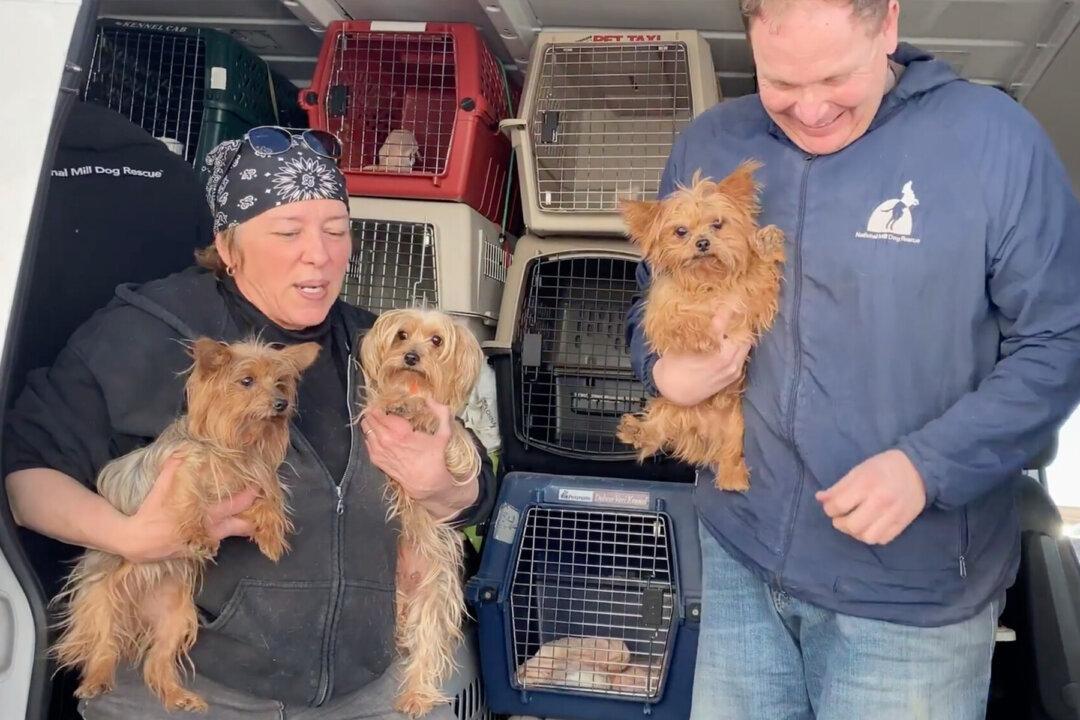 Non-Profit on a Mission to Save ‘Retired’ Mill Dogs and Find Them Forever Homes