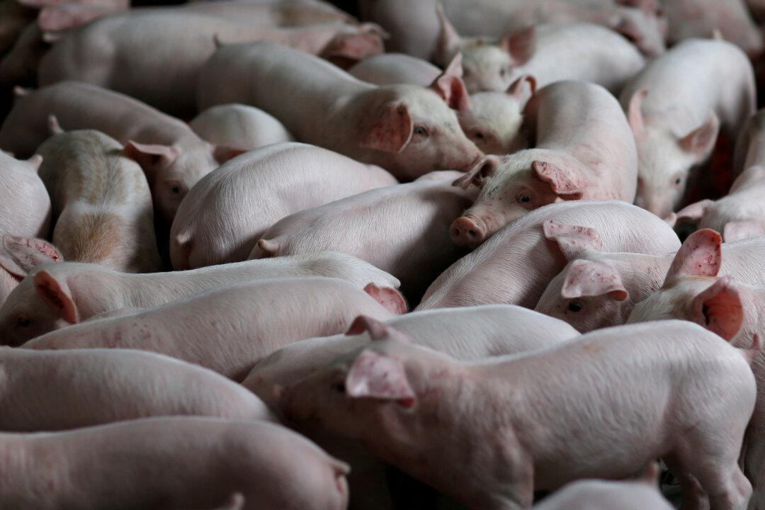Pigs Fly in as China Replenishes World’s Biggest Hog Herd