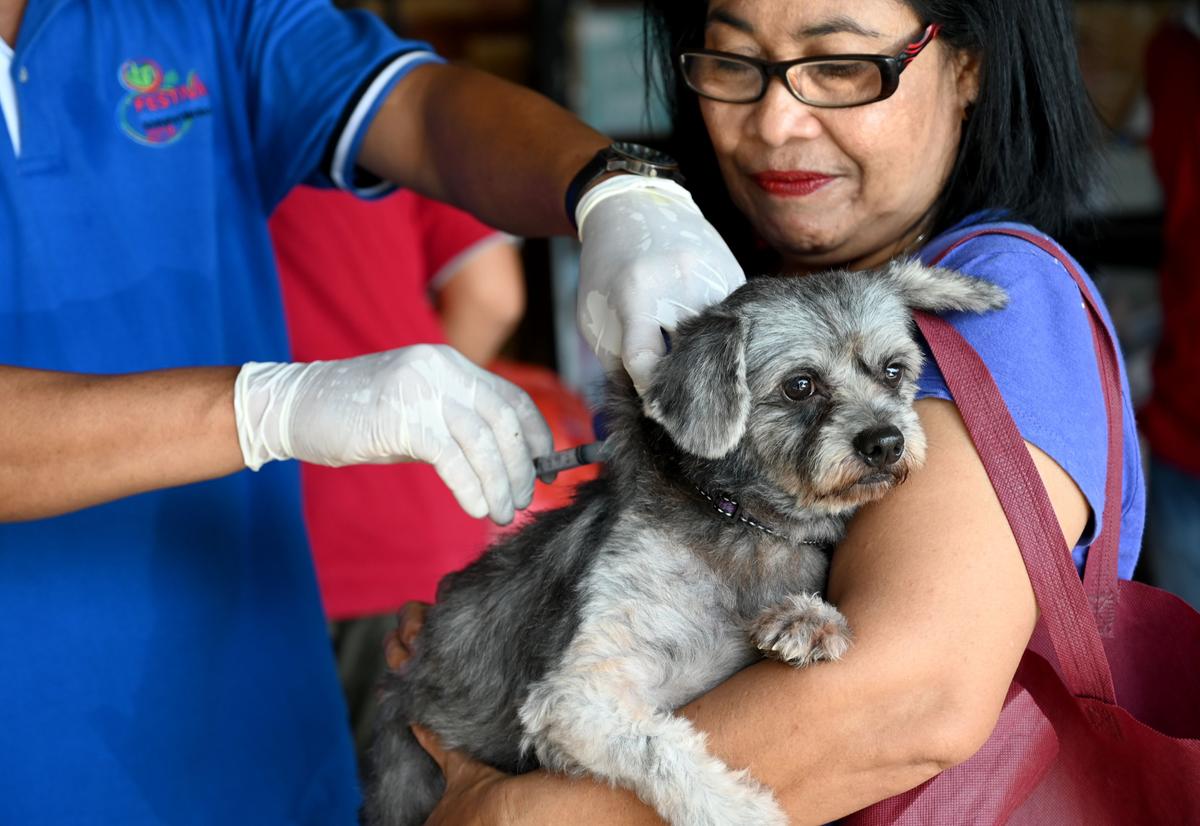 Northern Territory on Alert for Rabies Outbreak