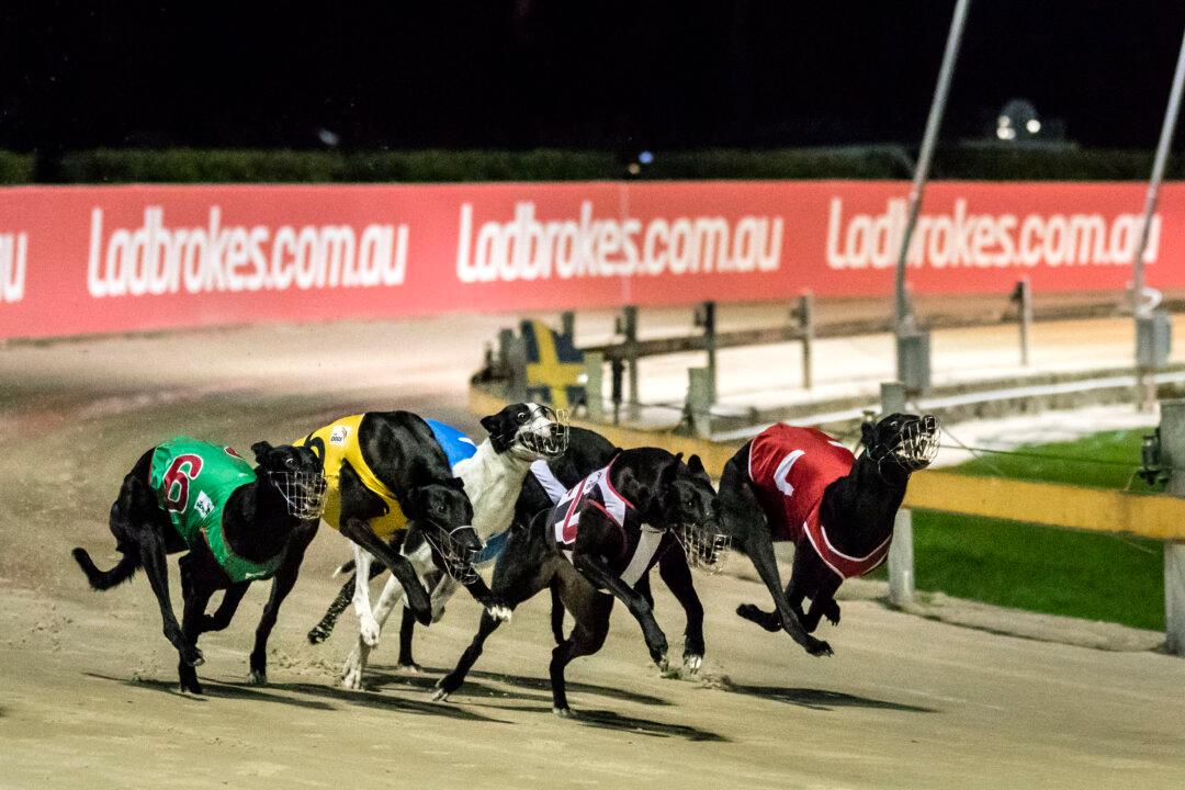 Greyhound Trainers Defend Integrity Amid Negative Animal Welfare Report