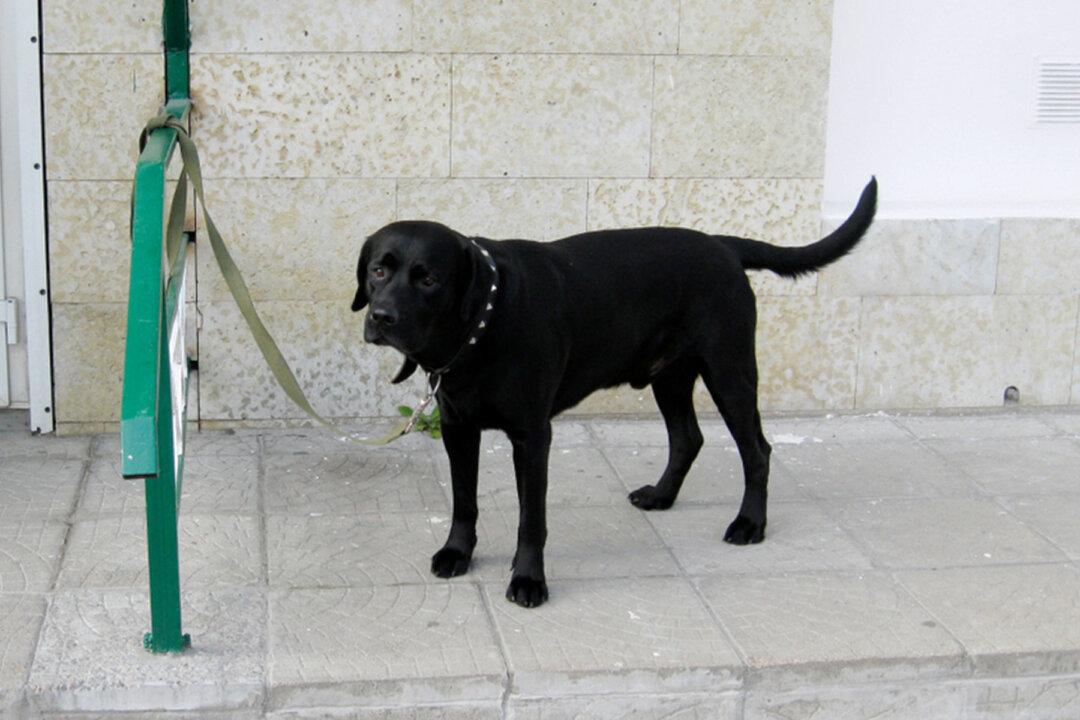 Officer Rescues ‘Shaking, Crying’ Pup That Was Tied to a Fence and Gives Him Forever Home