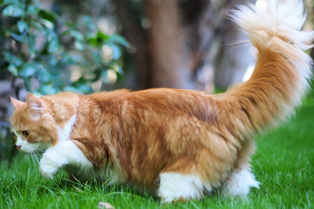 Cat With Incredibly Fluffy ‘Squirrel Tail’ Is Owning the Internet With 165,000 Instagram Followers