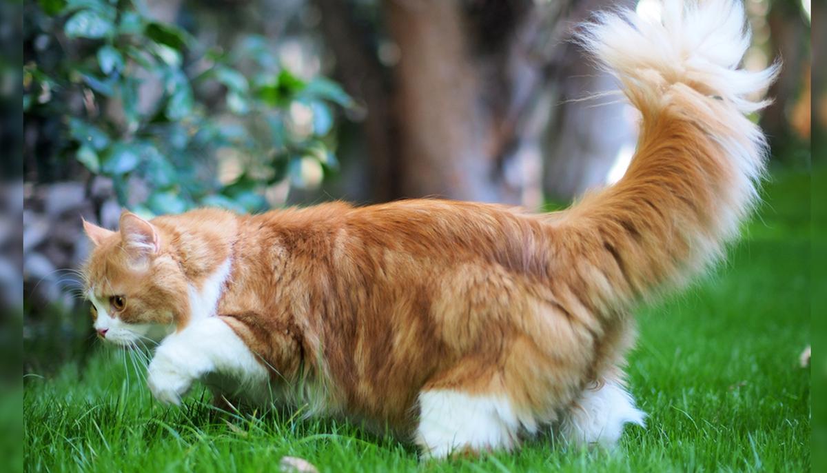Cat With Incredibly Fluffy ‘Squirrel Tail’ Is Owning the Internet With 165,000 Instagram Followers