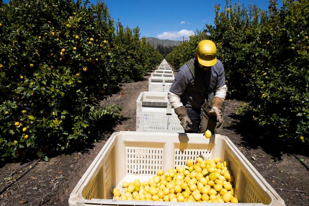 Administration Needs to Intensify Crackdown on Cheap Foreign Labor, Says Panel