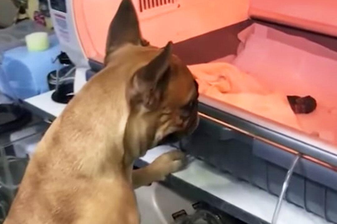 Momma Dog Anxiously Watches Premature Puppies in Incubator–and the Video Goes Viral