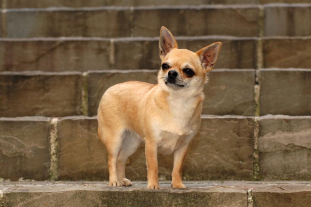 Owner Sends His Dog to Buy Cheetos From Shop Amid CCP Virus Lockdown