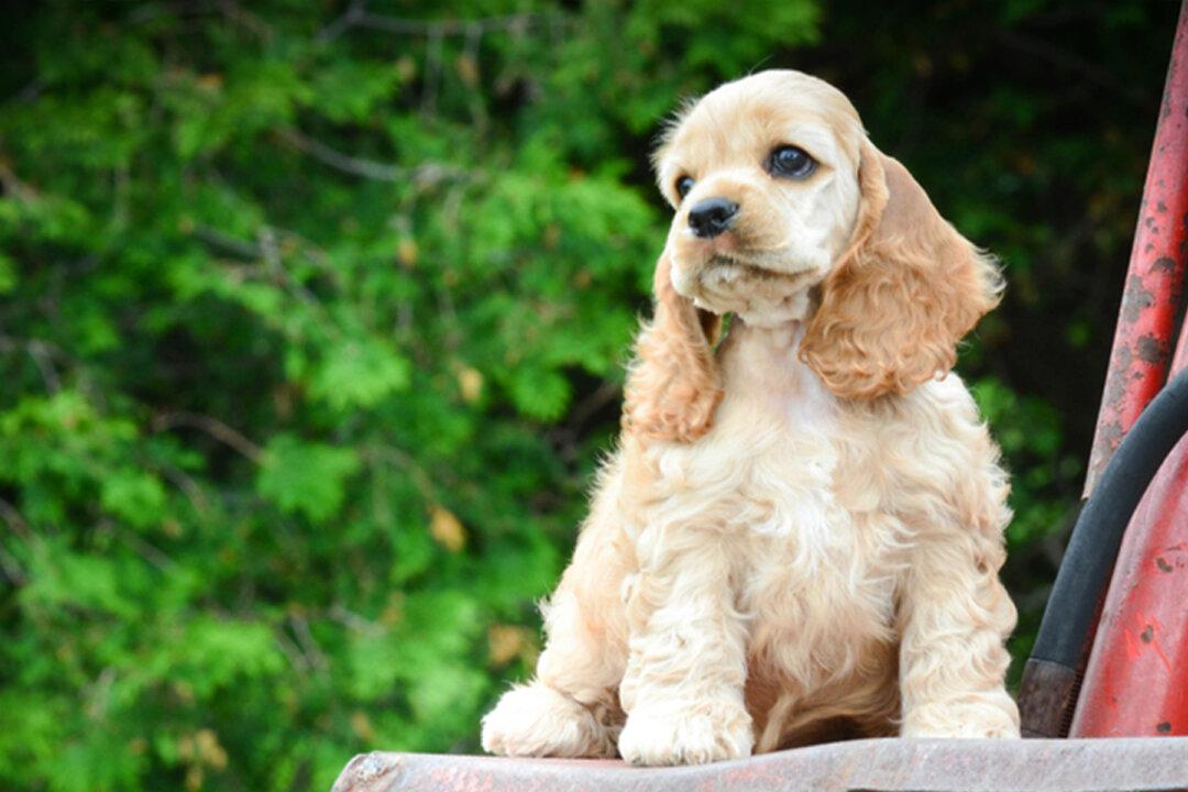 Meet Winnie, an Adorable Cocker Spaniel That Has Melted Hearts With Her Enchanting Eyes
