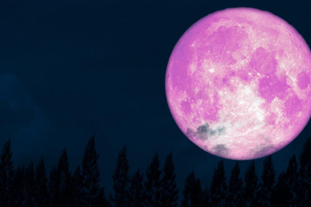April’s ‘Super Pink Moon’ Marks the Arrival of Spring, May Be Brightest Lunar Event of 2020