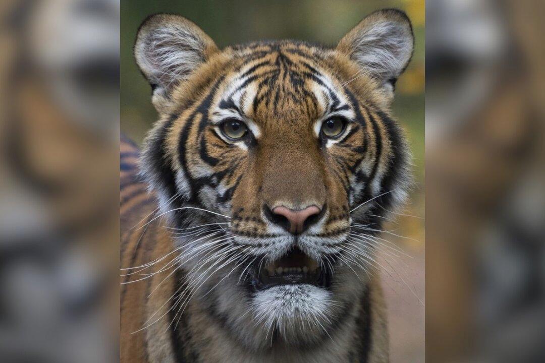 Bronx Zoo Tiger Tests Positive for CCP Virus: Officials