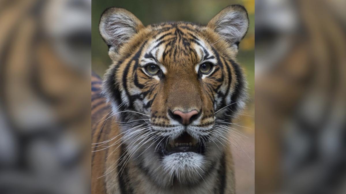 Bronx Zoo Tiger Tests Positive for CCP Virus: Officials