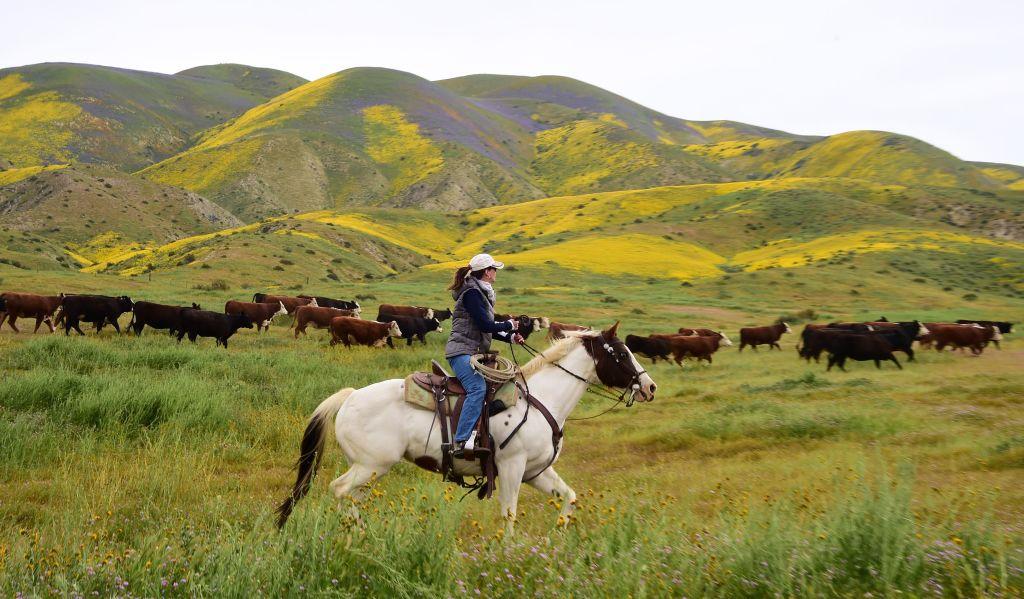 California’s Resilient Ranchers and Farmers Respond to Surging Demand