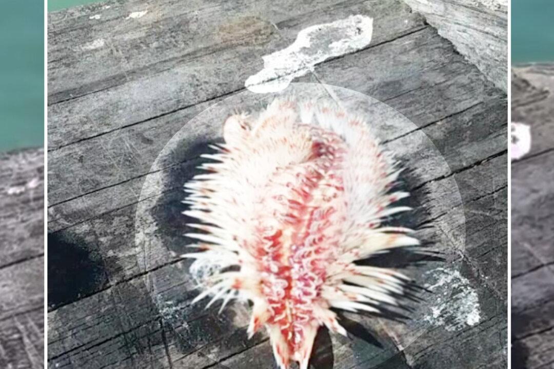 What This Texas Angler Happened to Reel In Can Cause Painful Injury If Touched