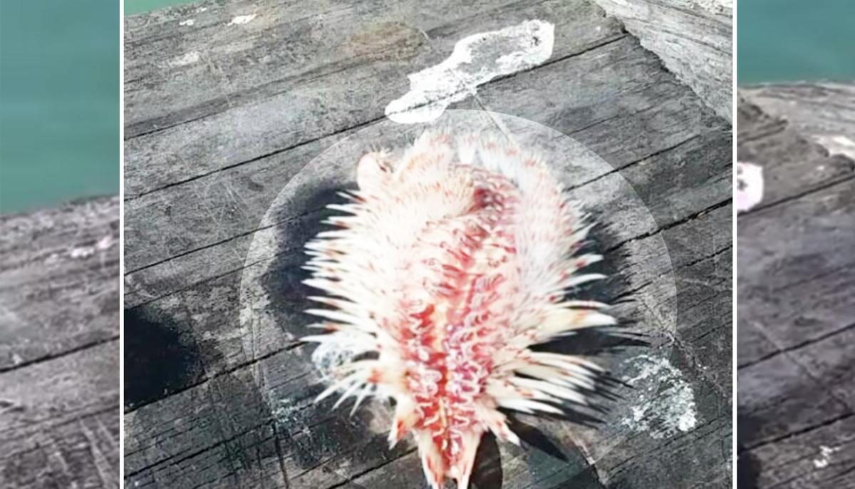 What This Texas Angler Happened to Reel In Can Cause Painful Injury If Touched