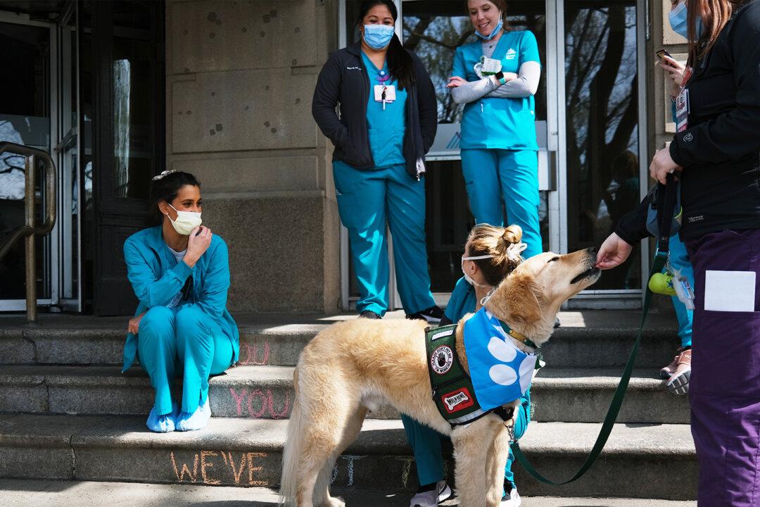 Adorable Service Dog Offers Relief to Stressed-Out Medical Staff on Front Line of Virus Outbreak