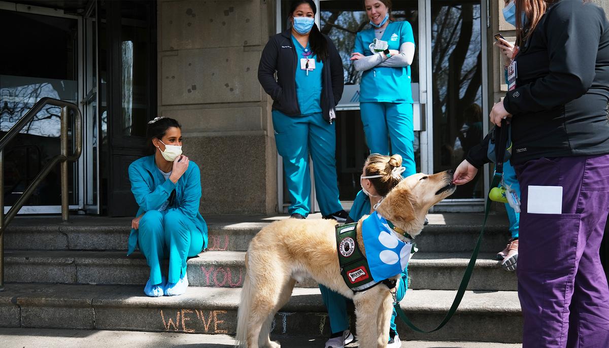 Adorable Service Dog Offers Relief to Stressed-Out Medical Staff on Front Line of Virus Outbreak
