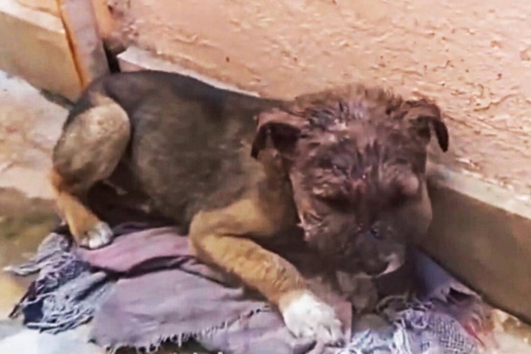 Stray Puppy With Swollen Head Infection Hides Alone in Alleyway on Dirty Blanket, Until Rescuers Arrive