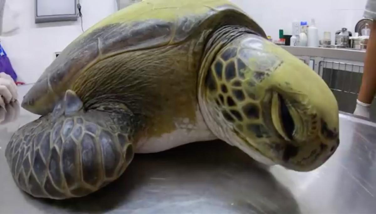 Green Turtle Rescued From Fisherman’s Net Defecates 13 Grams of Plastic, Highlights Pollution Problem