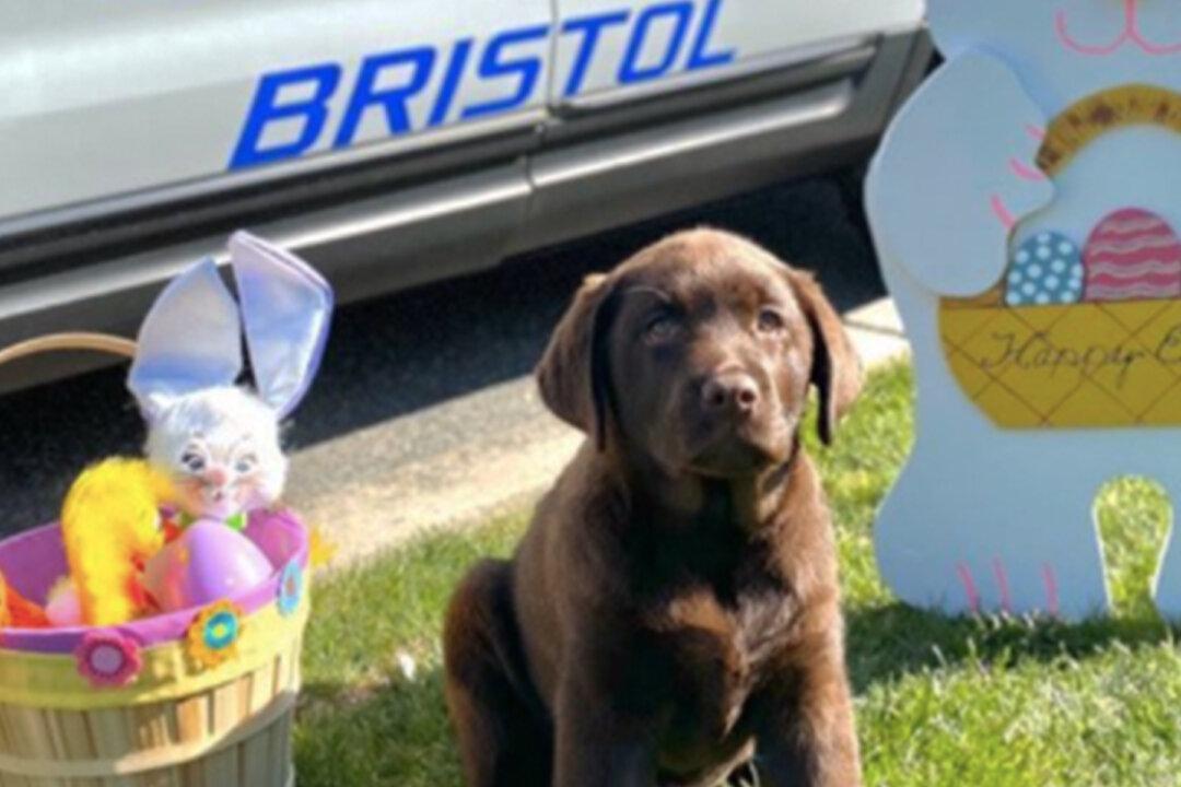 K-9 Puppy Joins Police Department, Naps on Chief’s Desk During Swearing-In Ceremony