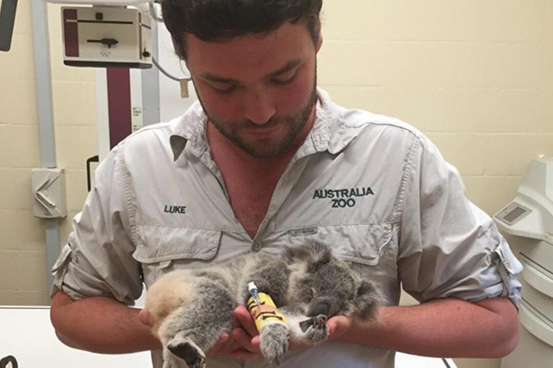 Orphaned Baby Koala Rescued From ‘Near Death’ by Australia Zoo Gets Reared and Rehabilitated
