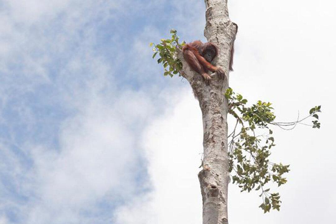 Terrified, Starving Orangutan Clings to Lone Tree as Bulldozers Destroy Her Rainforest Home
