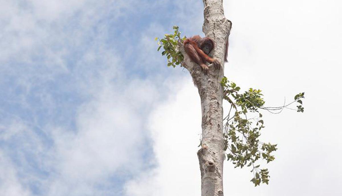 Terrified, Starving Orangutan Clings to Lone Tree as Bulldozers Destroy Her Rainforest Home