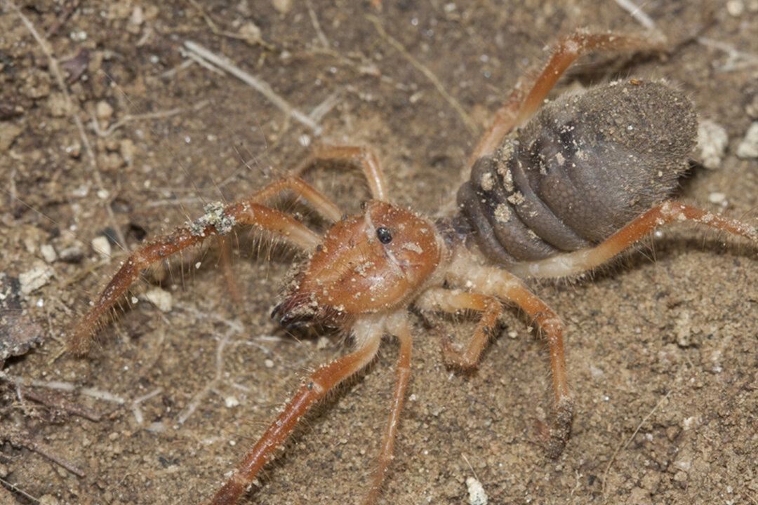 Arizona Man’s Encounter With Spider-Scorpion Hybrid Is Absolutely Horrifying