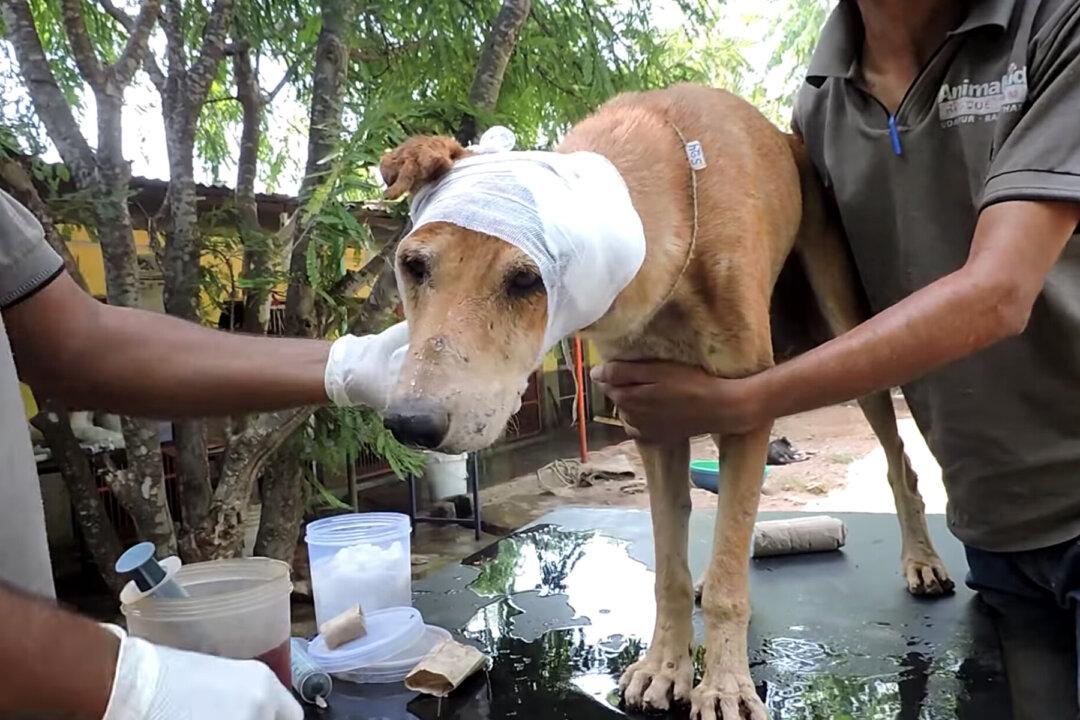 Dog With Festering Head Wound Went to Die in a Basement–but One Man Refused to Let That Happen