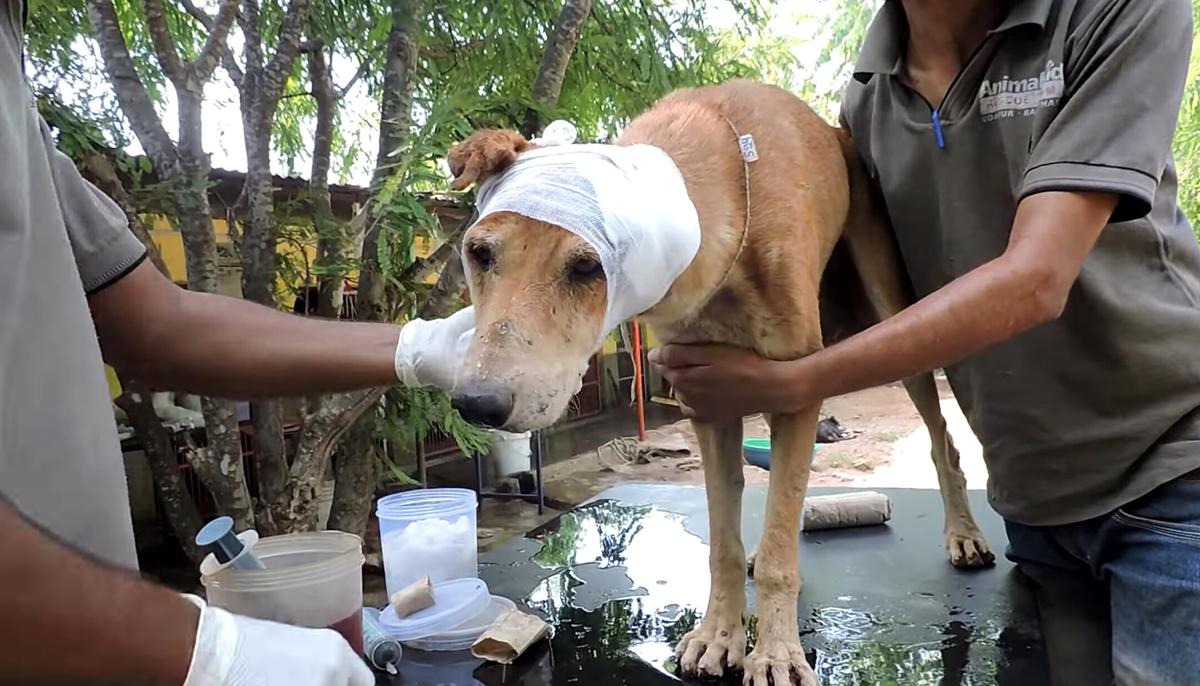 Dog With Festering Head Wound Went to Die in a Basement–but One Man Refused to Let That Happen